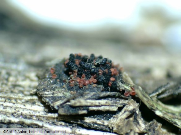 Pseudocosmospora eutypellae