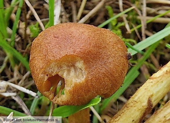 Cortinarius pratensis