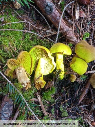 Cortinarius venetus