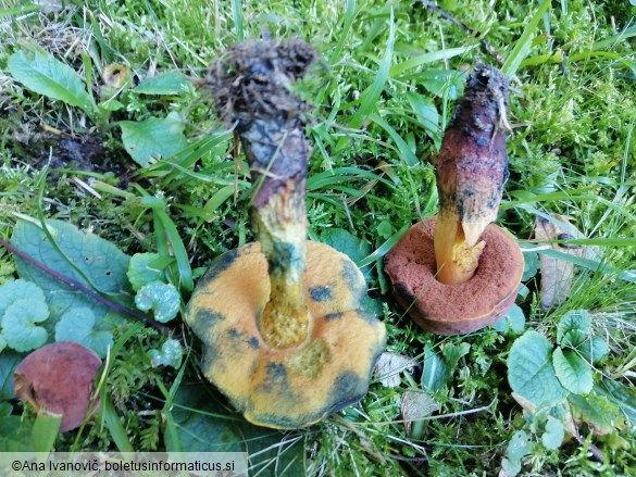 Suillellus queletii