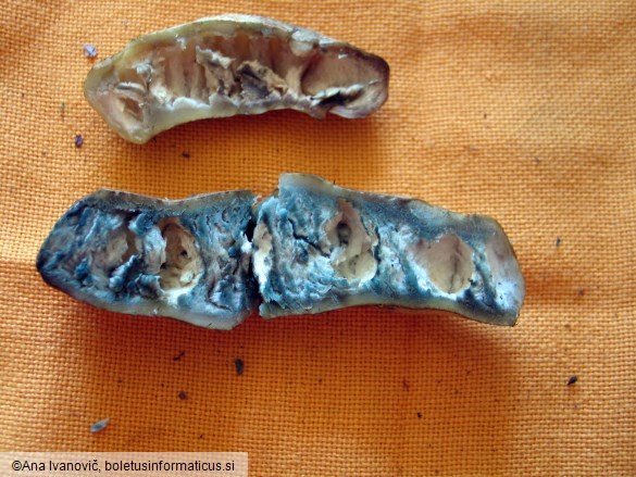 Boletus cyanescens