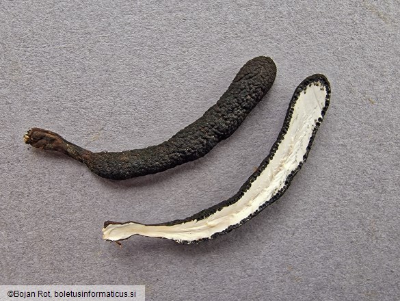 Xylaria longipes