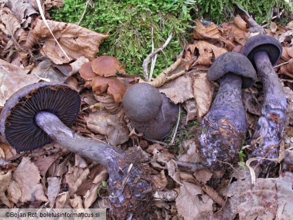 Cortinarius violaceus