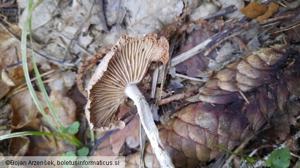 Gymnopus peronatus
