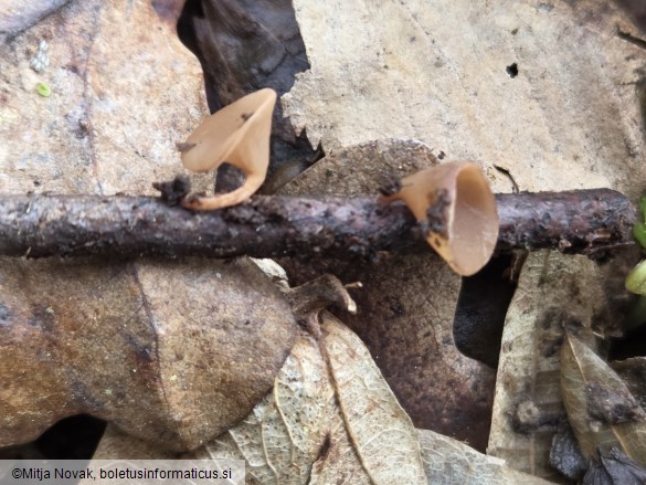 Rutstroemia bolaris