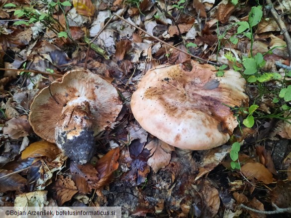 Tricholoma colossus