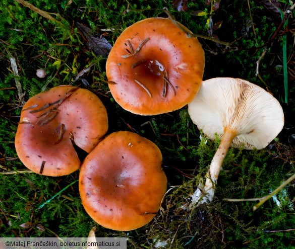 Paralepista flaccida