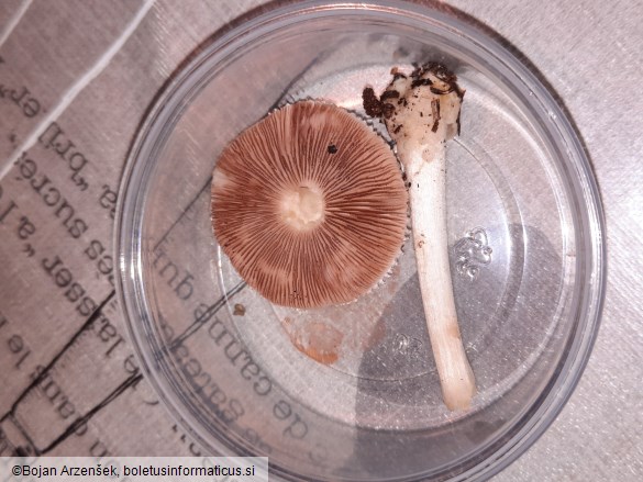 Volvariella hypopithys