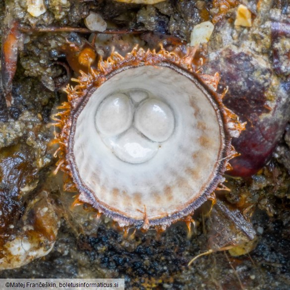 Cyathus striatus