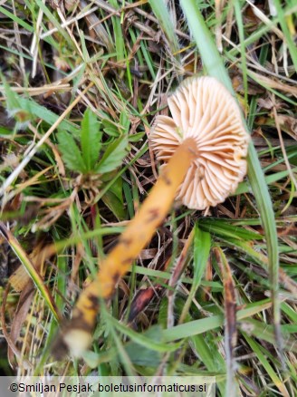 Gliophorus laetus