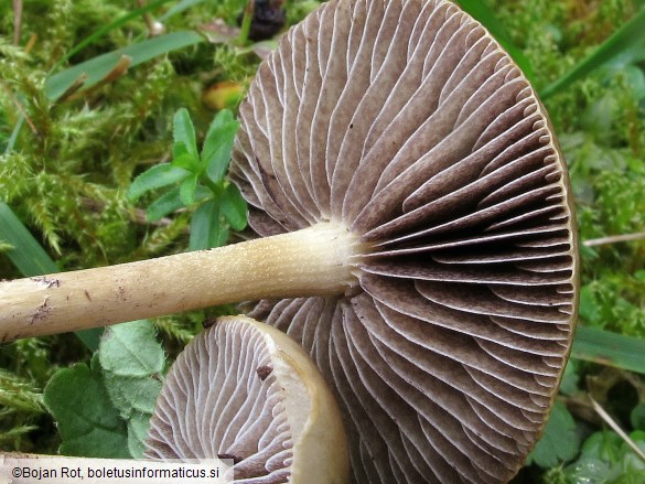 Protostropharia luteonitens