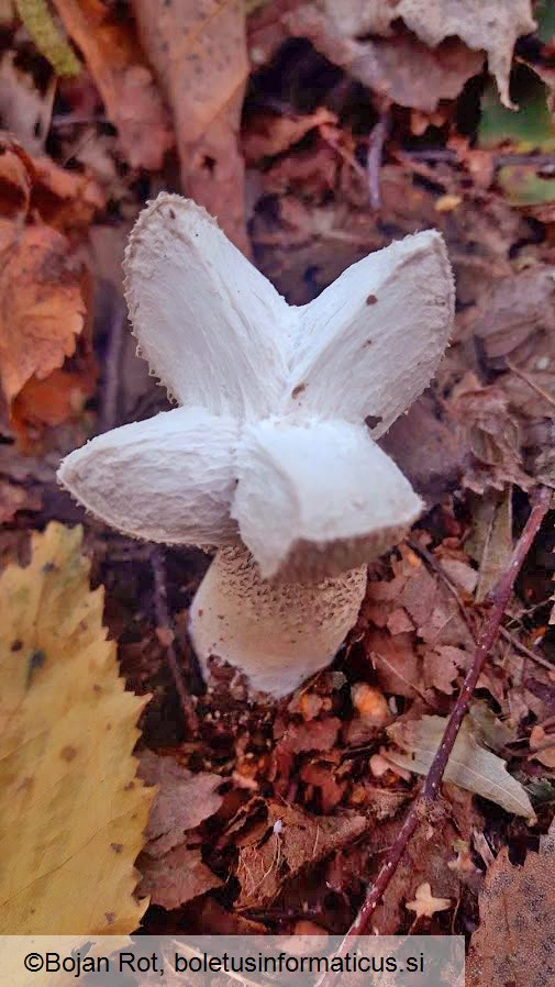 Apioperdon pyriforme