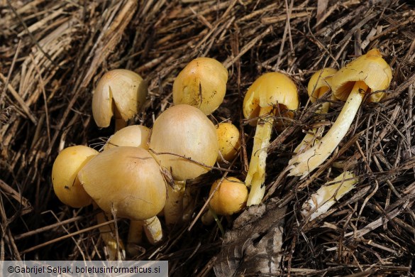 Bolbitius titubans