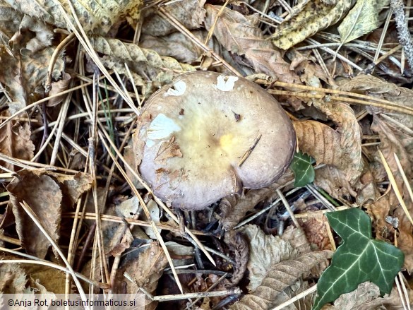 Russula firmula