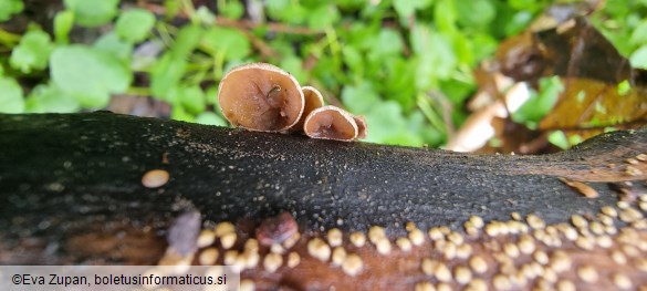 Schizophyllum amplum