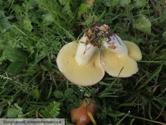 Suillus granulatus