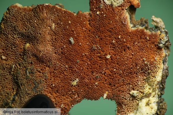 Gloeoporus taxicola