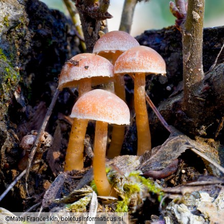 Tubaria hiemalis