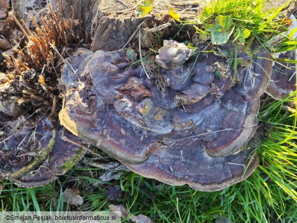 Ganoderma resinaceum