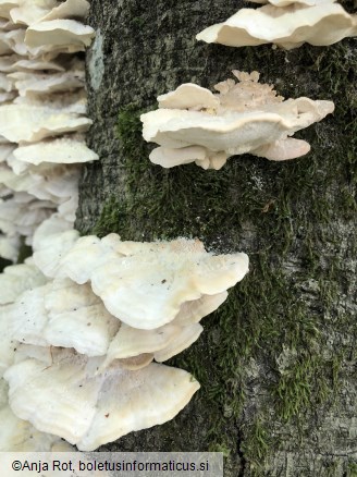 Trametes pubescens
