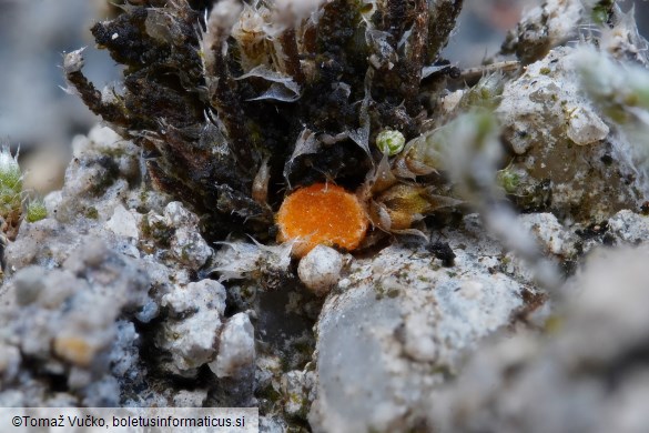 Octospora leucoloma