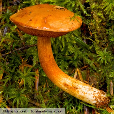 Chalciporus piperatus