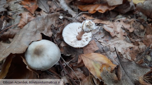 Rhodocollybia butyracea f. asema