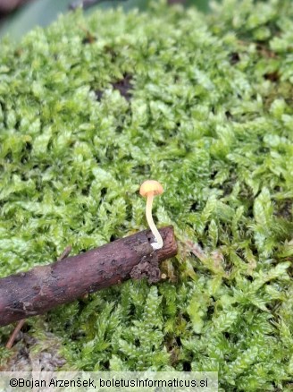 Mycena acicula