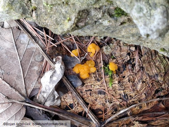 Dacrymyces stillatus
