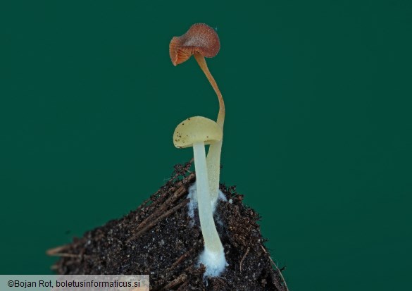 Lactocollybia epia