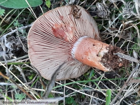 Lactarius sanguifluus