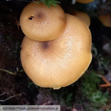 Tricholomopsis decora