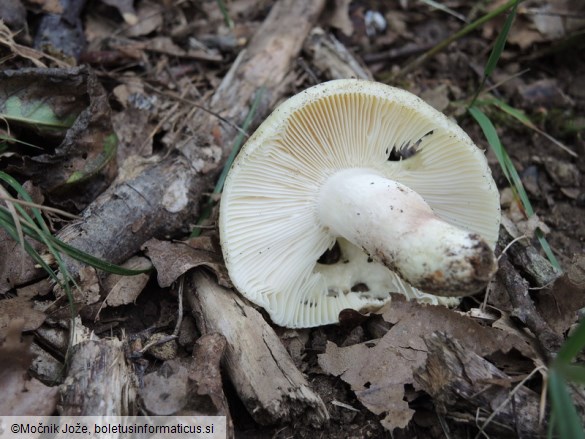 Russula violeipes f. citrina