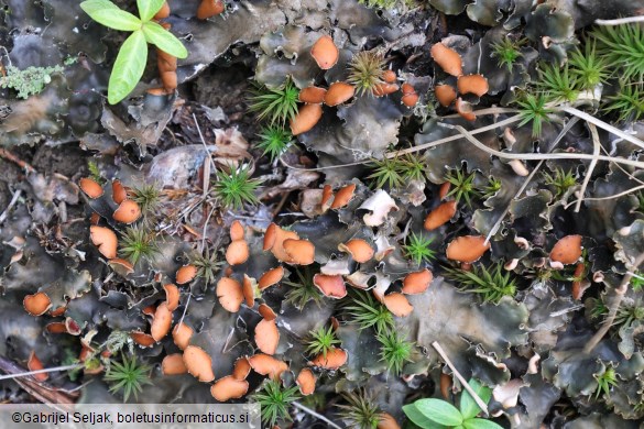 Peltigera horizontalis