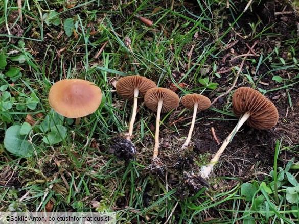 Agrocybe arvalis