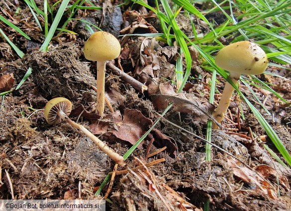 Protostropharia semiglobata