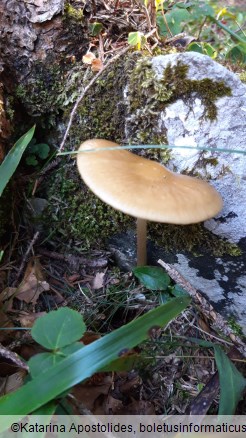 Xerula radicata