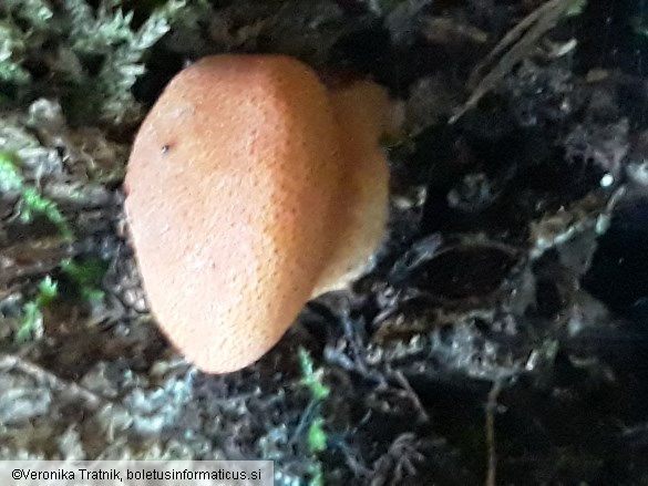 Fistulina hepatica