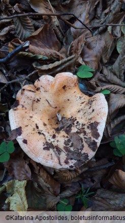 Lactarius deliciosus