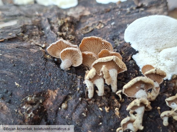 Panellus stipticus