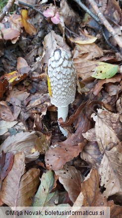 Coprinopsis picacea