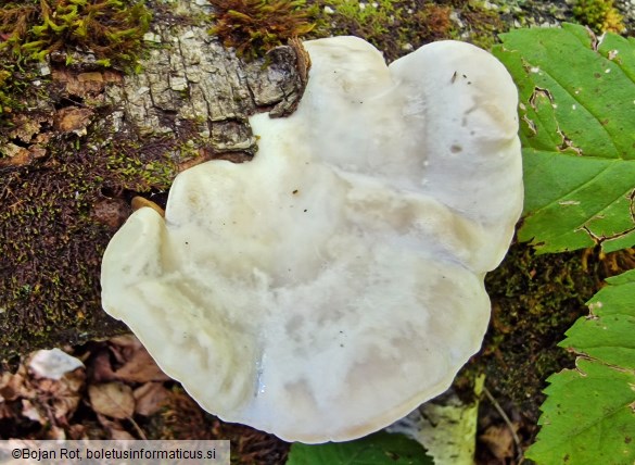Tyromyces chioneus