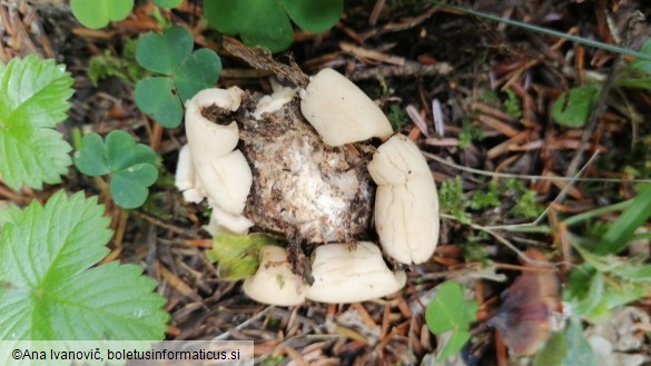 Geastrum triplex