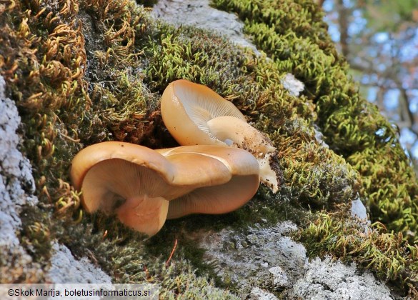 Hypsizygus ulmarius