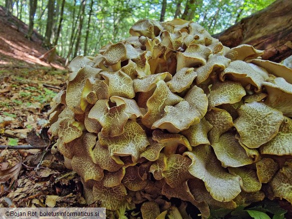 Polyporus umbellatus