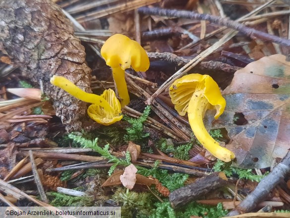 Cantharellus romagnesianus