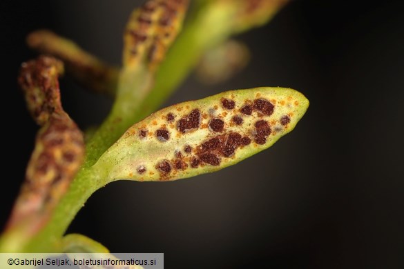 Uromyces scutellatus