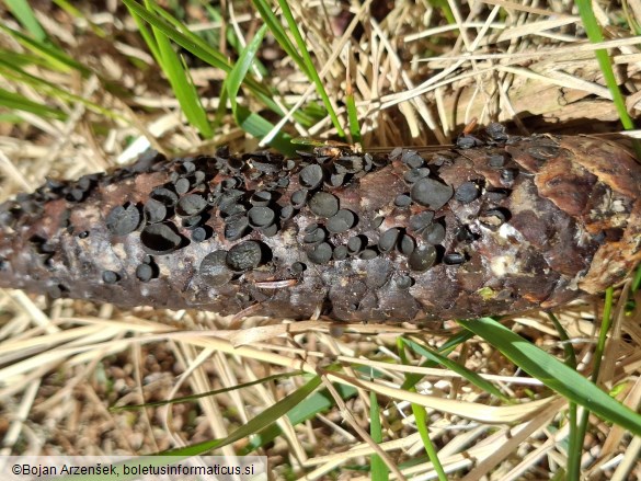 Rutstroemia bulgarioides