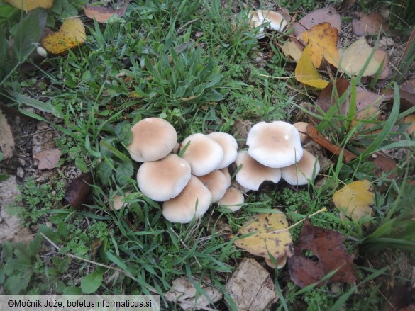 Cyclocybe cylindracea