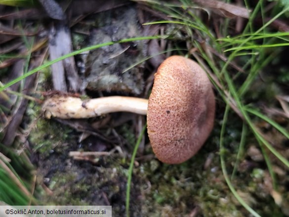 Tricholomopsis flammula